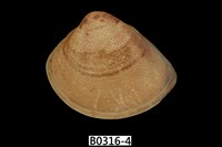 藏品(臺灣文蛤)的圖片